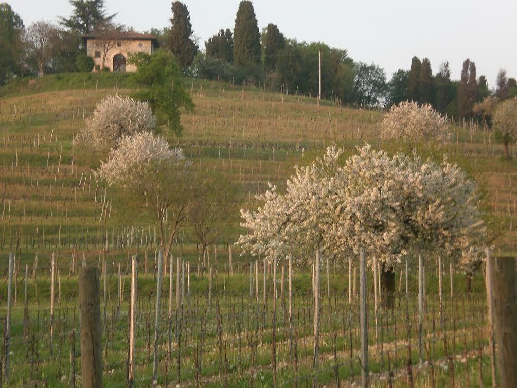 Agriturismo Giorgio Colutta Vila Manzano Exterior foto